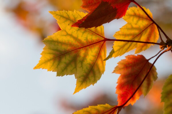 Autumn leaves in warm light reflecting the tones of autumn interior design.